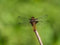 Plattbauch Libelle Weibchen